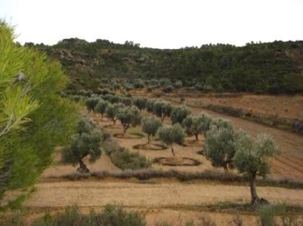 Terreno en Fuente de Piedra