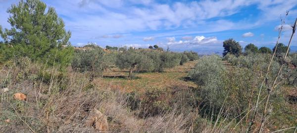 Terreno en Llano Julian / Pdo. Almarages s/n