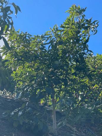 Terreno en Diseminado los Pepones, km 0