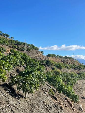 Terreno en Diseminado los Pepones, km 0