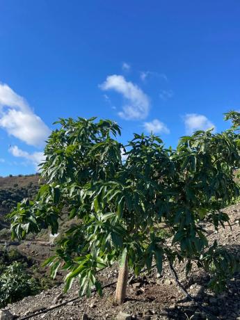 Terreno en Diseminado los Pepones, km 0