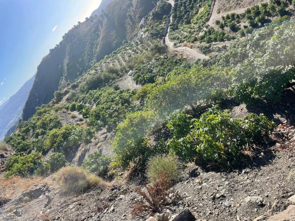 Terreno en Diseminado los Pepones, km 0