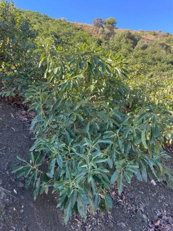 Terreno en Diseminado los Pepones, km 0