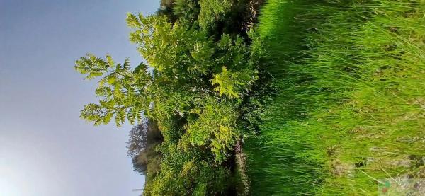 Terreno en Barrio Cancelada