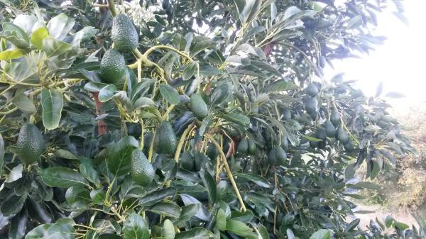 Terreno en Los Villalones s/n