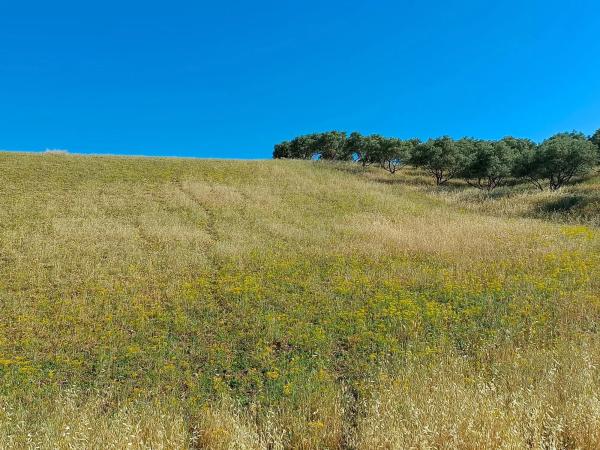 Terreno en torrealqueria s/n