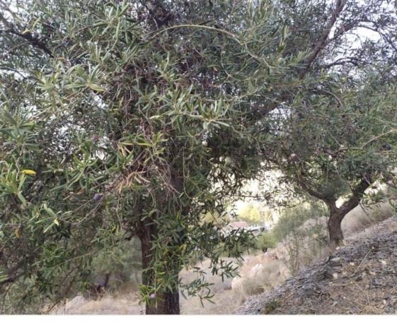 Terreno en Barrio El Cortijuelo