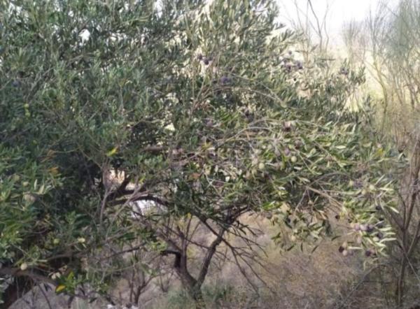 Terreno en Barrio El Cortijuelo