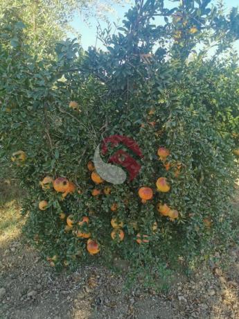 Terreno en carretera de Cártama