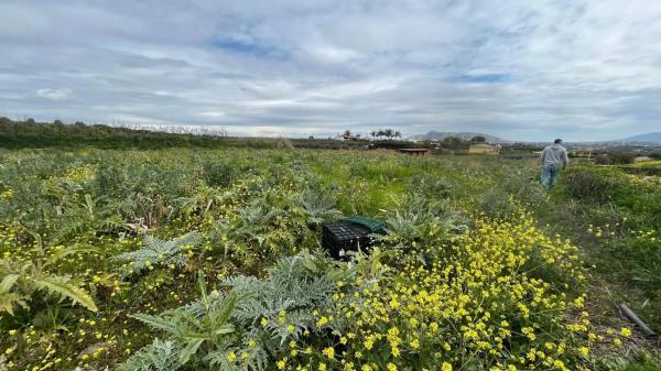 Terreno en carretera de Antequera s/n
