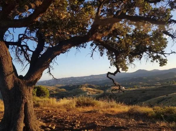 Terreno en la Alcarihuela, 4