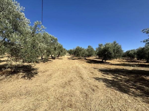 Terreno en Polígono