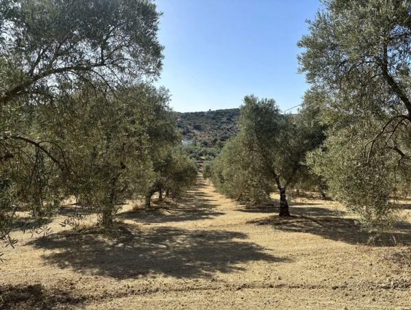 Terreno en Polígono