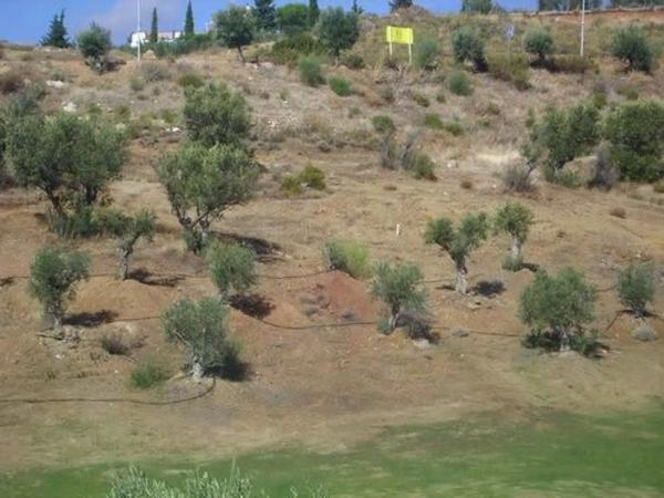 Terreno en Diseminado 257