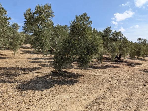 Terreno en A-343, km 13