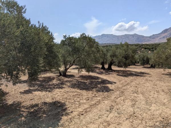 Terreno en A-343, km 13