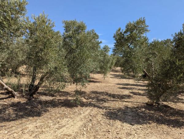 Terreno en A-343, km 13