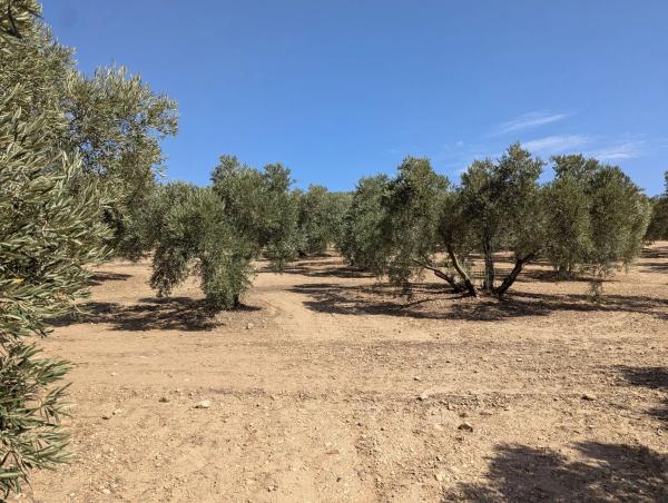 Terreno en A-343, km 13