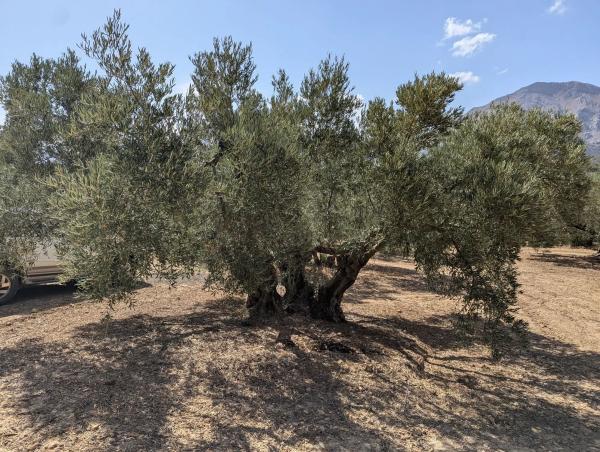 Terreno en A-343, km 13