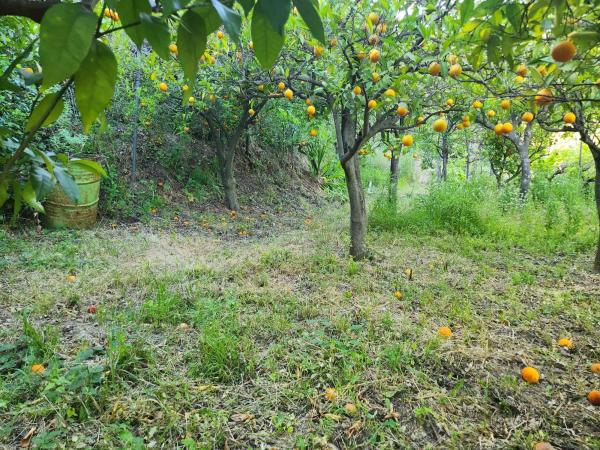 Terreno en Diseminado Diseminados