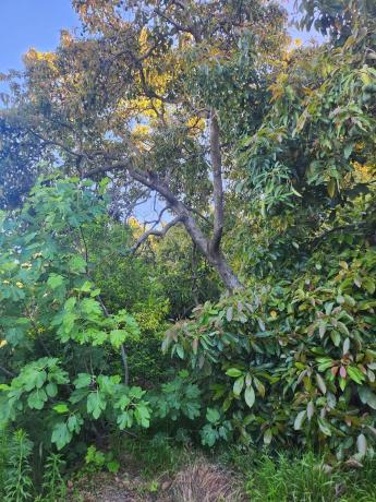 Terreno en Diseminado Diseminados