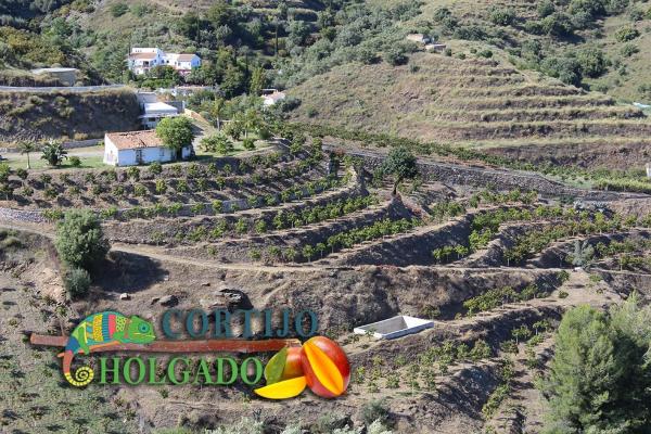 Terreno en camino de Frigiliana, 1