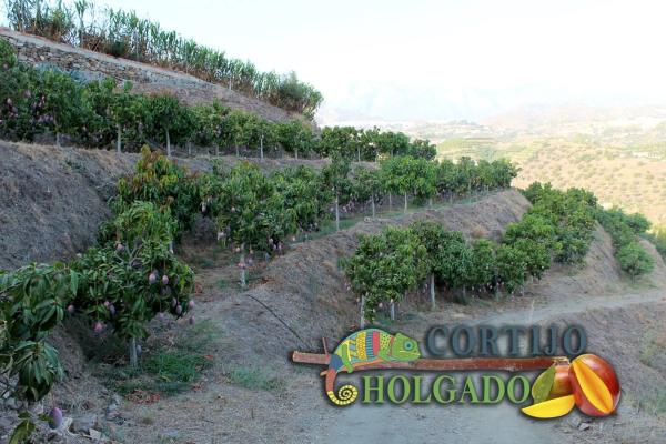 Terreno en camino de Frigiliana, 1