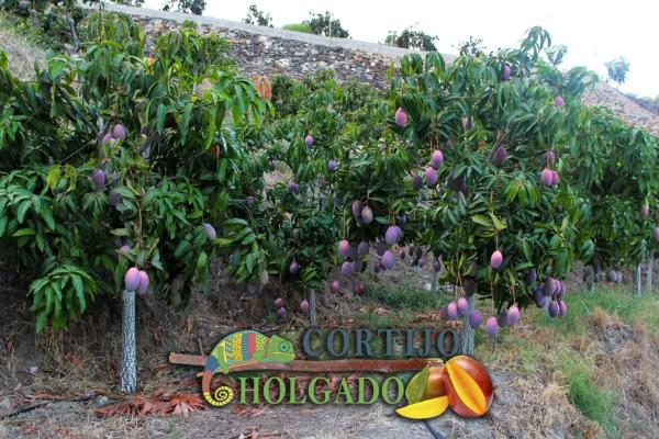 Terreno en camino de Frigiliana, 1