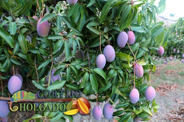 Terreno en camino de Frigiliana, 1