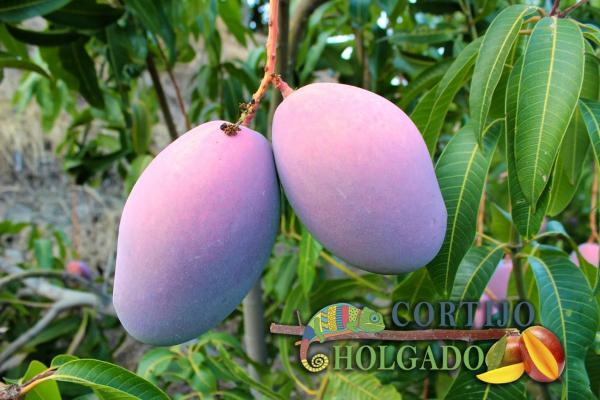 Terreno en camino de Frigiliana, 1