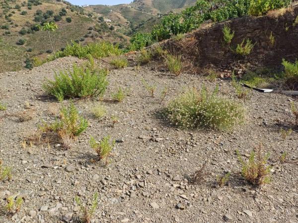 Terreno en Almáchar