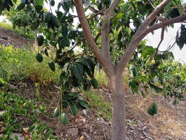 Terreno en Almáchar