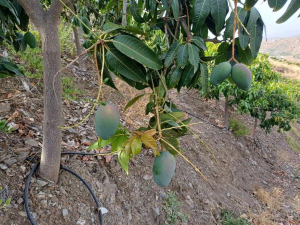 Terreno en Almáchar