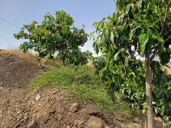 Terreno en Almáchar