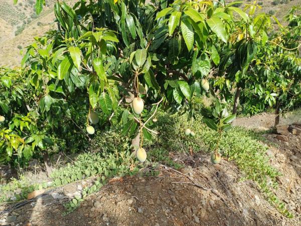 Terreno en Almáchar