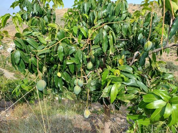 Terreno en Almáchar