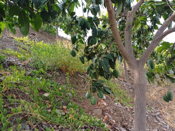 Terreno en Almáchar