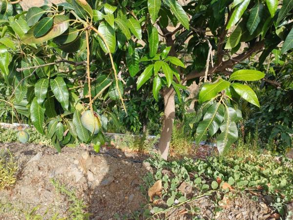 Terreno en Almáchar