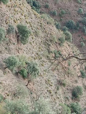 Terreno en Macharaviaya