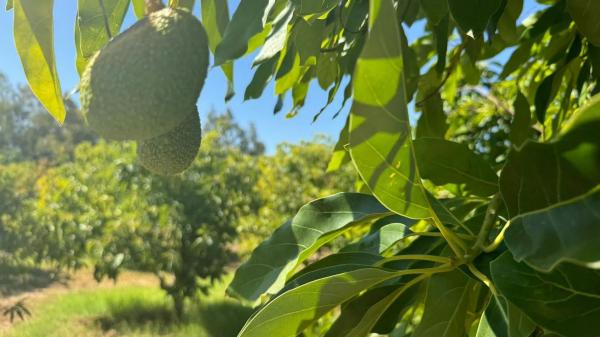 Terreno en Capellanía - Retamar