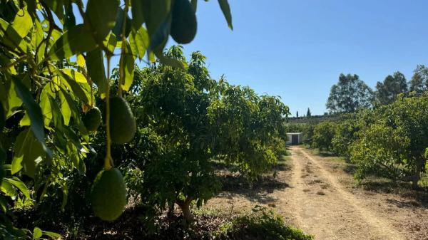 Terreno en Capellanía - Retamar