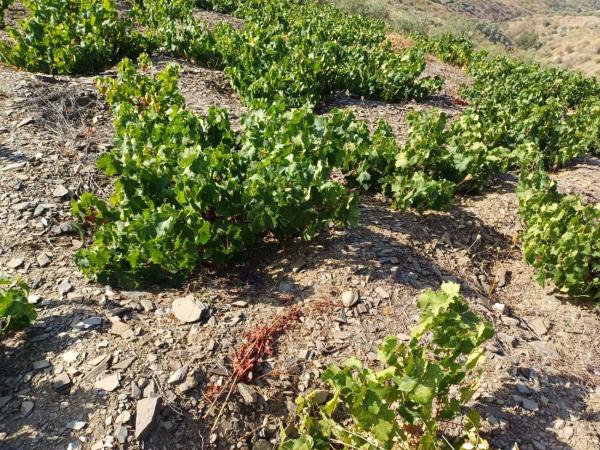 Terreno en Moclinejo