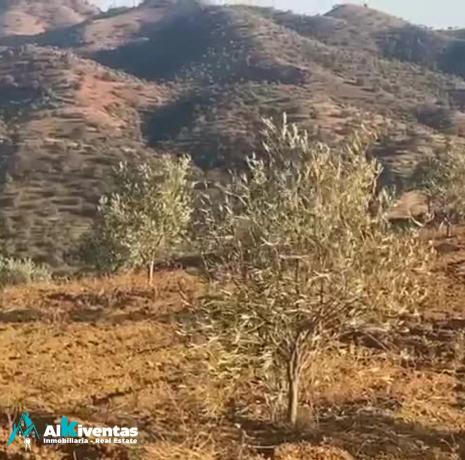 Terreno en las lomas