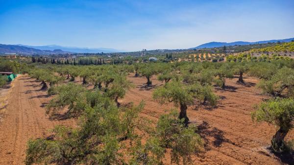 Terreno en Lugar el Quinto, 8