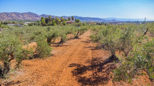Terreno en Lugar el Quinto, 8
