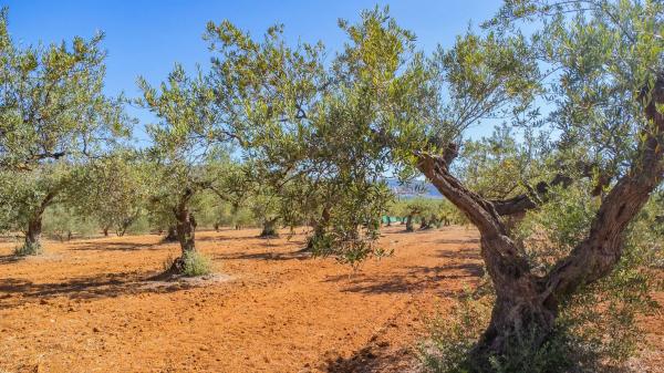 Terreno en Lugar el Quinto, 8