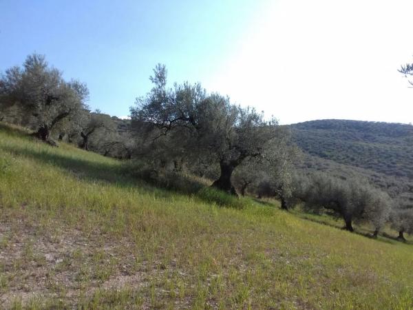 Terreno en camino de Ríogordo s/n AntiguaCarreteraRiogordo