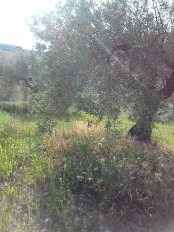 Terreno en camino de Ríogordo s/n AntiguaCarreteraRiogordo