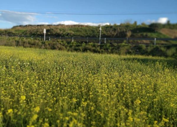 Terreno en de Gibralgaria s/n