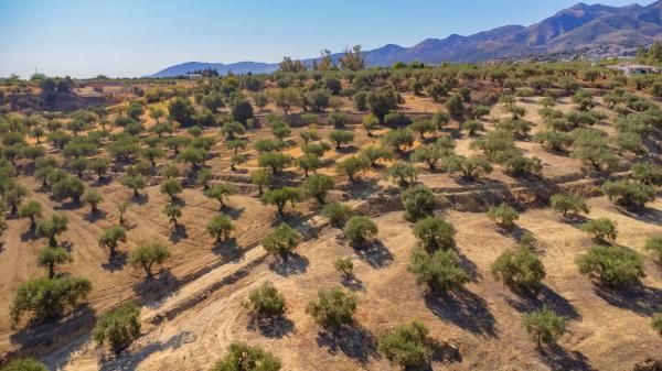 Terreno en Partida Monte Piedad, 33
